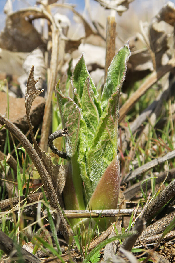 balsamroot shoot (Balsamorhiza sp.) [Gordon Ridge, Sherman County, Oregon]