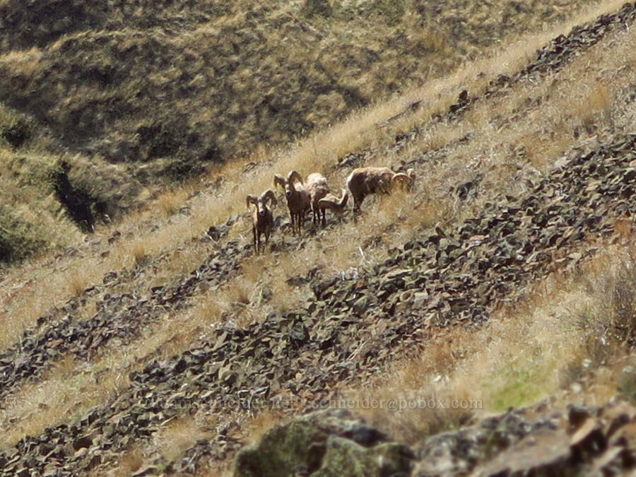 bighorn sheep (Ovis canadensis canadensis) [Gordon Ridge, Sherman County, Oregon]