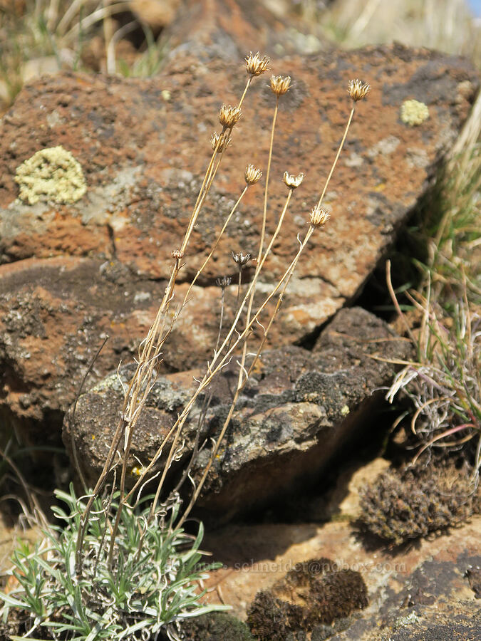 last year's fleabane stalks (Erigeron linearis) [Gordon Ridge, Sherman County, Oregon]