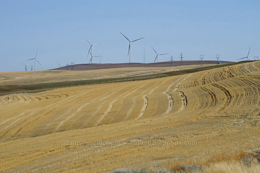 wind turbines & wheat fields [Gordon Ridge Road, Sherman County, Oregon]