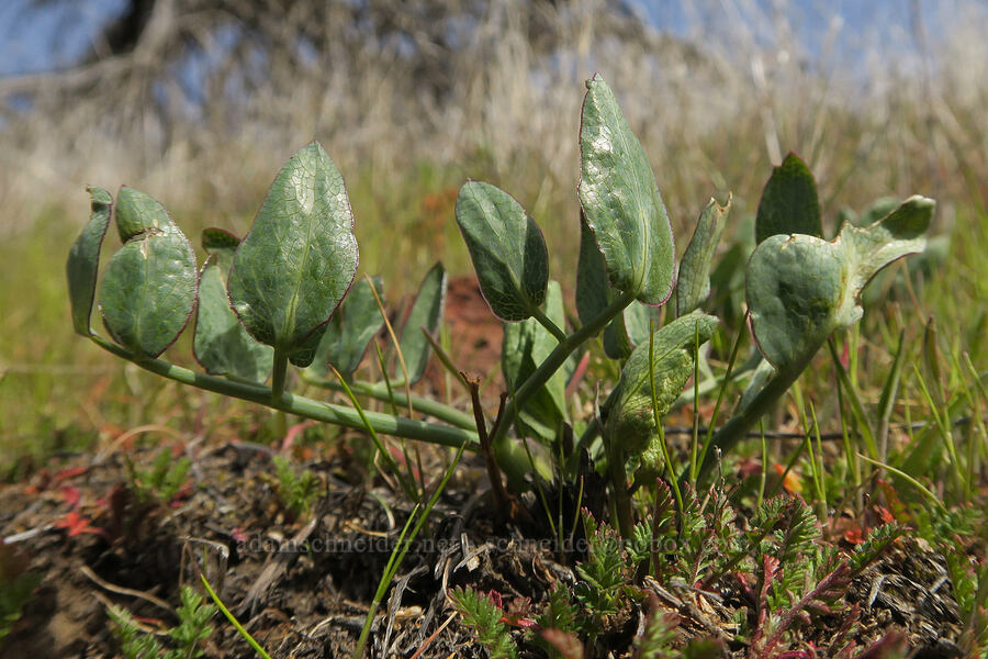 bare-stem desert parsley leaves (Lomatium nudicaule) [Riverview Trail, Deschutes River State Recreation Area, Sherman County, Oregon]