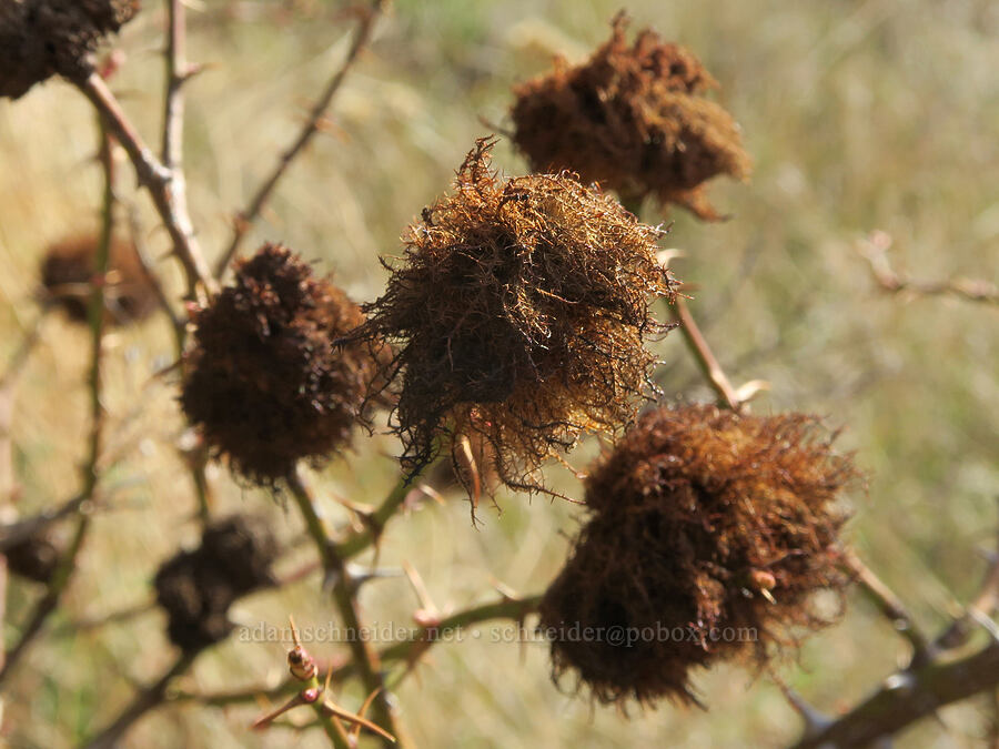 mossy rose galls (Diplolepis rosae, Rosa sp.) [Ferry Springs Trail, Deschutes River State Recreation Area, Sherman County, Oregon]
