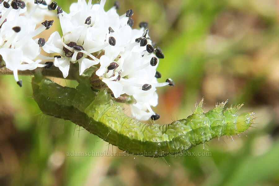 looper moth caterpillar (inchworm) on desert parsley (Lomatium gormanii) [Ferry Springs Trail, Deschutes River State Recreation Area, Sherman County, Oregon]