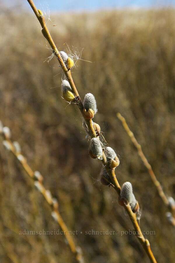 willow buds (Salix sp.) [Ferry Springs Canyon, Deschutes River State Recreation Area, Sherman County, Oregon]