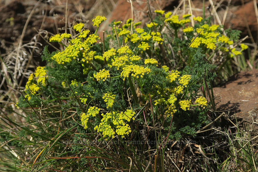 pungent desert parsley (Lomatium papilioniferum (Lomatium grayi)) [Ferry Springs Canyon, Deschutes River State Recreation Area, Sherman County, Oregon]