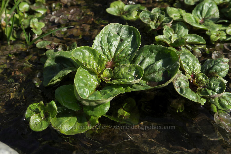 monkeyflower leaves (Erythranthe guttata (Mimulus guttatus)) [Ferry Springs Canyon, Deschutes River State Recreation Area, Sherman County, Oregon]