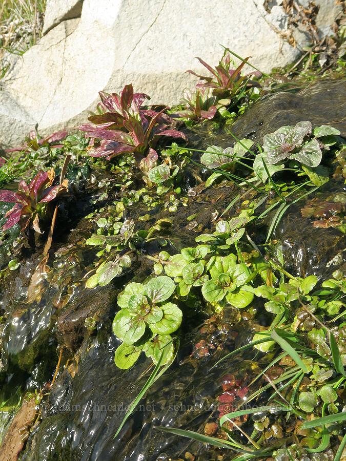aquatic plants (Erythranthe sp. (Mimulus sp.), Epilobium sp., Nasturtium officinale) [Ferry Springs Canyon, Deschutes River State Recreation Area, Sherman County, Oregon]