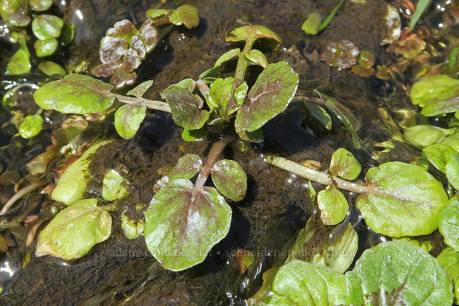 water-cress leaves (Nasturtium officinale) [Ferry Springs Canyon, Deschutes River State Recreation Area, Sherman County, Oregon]
