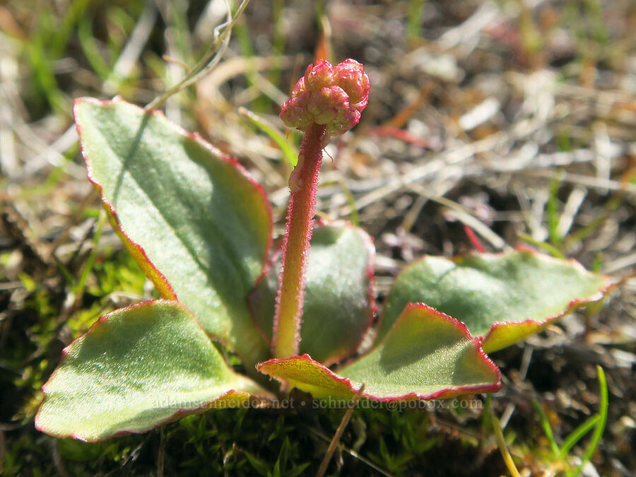 whole-leaf saxifrage, budding (Micranthes integrifolia (Saxifraga integrifolia)) [Ferry Springs Trail, Deschutes River State Recreation Area, Sherman County, Oregon]