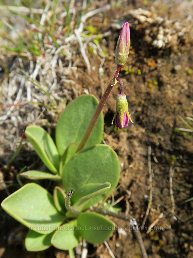 desert shooting-star, budding (Dodecatheon conjugens (Primula conjugens)) [Ferry Springs Trail, Deschutes River State Recreation Area, Sherman County, Oregon]