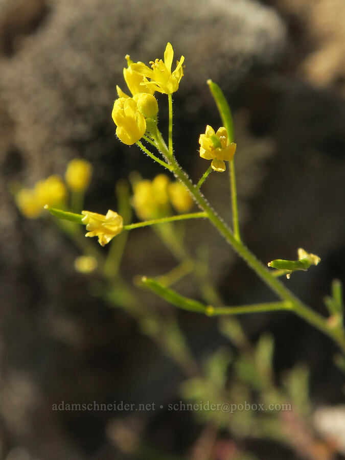 tansy-mustard (Descurainia sp.) [Riverview Trail, Deschutes River State Recreation Area, Sherman County, Oregon]