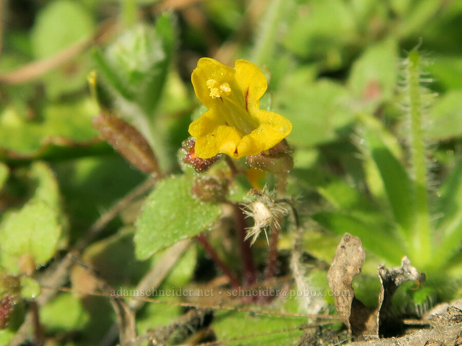 chickweed monkeyflower (Erythranthe alsinoides (Mimulus alsinoides)) [Riverview Trail, Deschutes River State Recreation Area, Sherman County, Oregon]