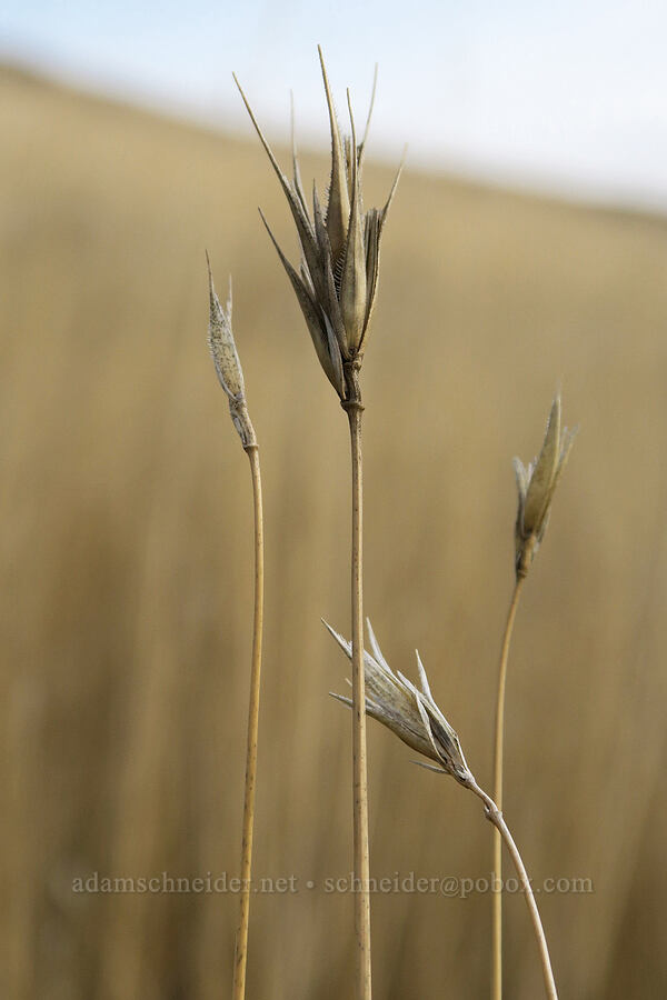 last year's grass seed heads [Riverview Trail, Deschutes River State Recreation Area, Sherman County, Oregon]