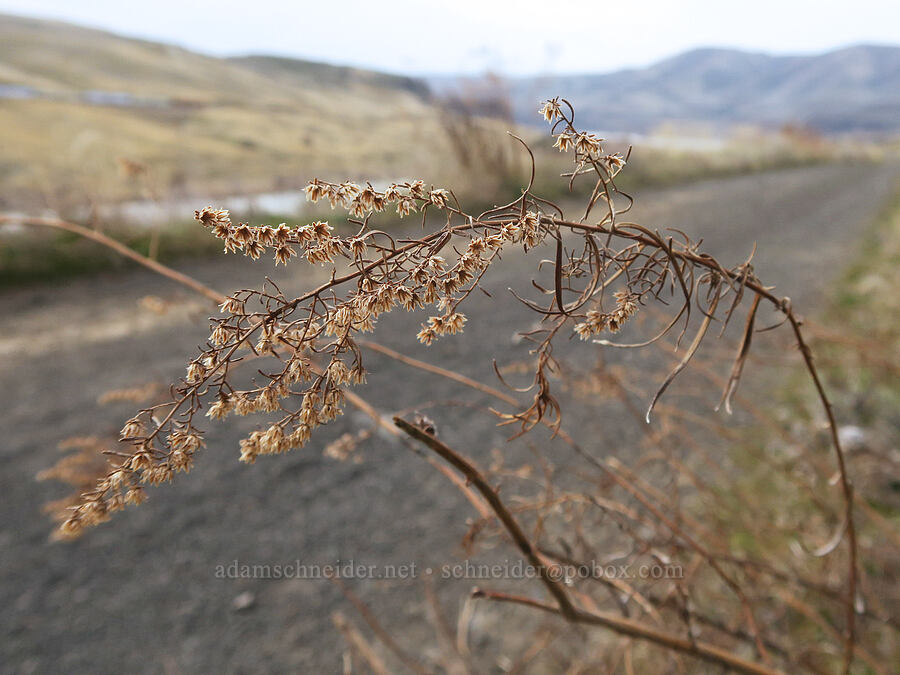 last year's tarragon flowers (Artemisia dracunculus) [Deschutes River Trail, Deschutes River State Recreation Area, Sherman County, Oregon]
