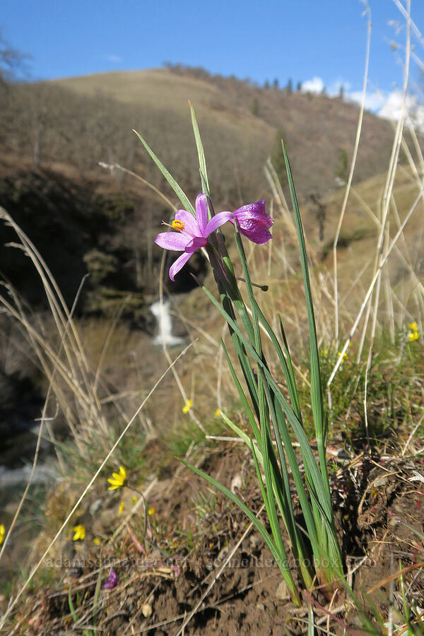 grass-widow (Olsynium douglasii) [Fisher Hill Wildlife Area, Klickitat County, Washington]