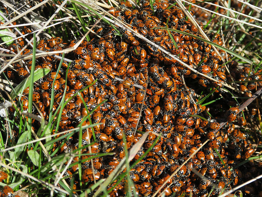 convergent ladybugs/lady beetles (Hippodamia convergens) [Fisher Hill Wildlife Area, Klickitat County, Washington]