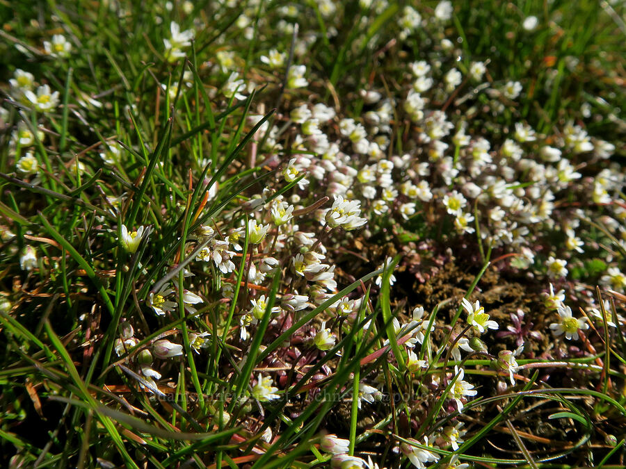 spring whitlow-grass (Draba verna) [Fisher Hill Wildlife Area, Klickitat County, Washington]