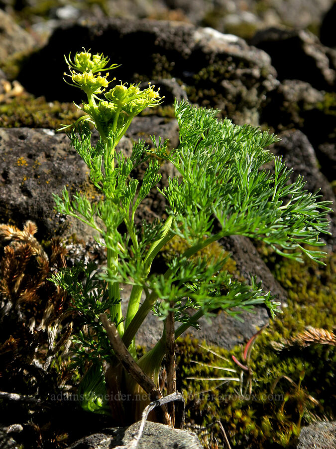 Klickitat desert parsley (Lomatium klickitatense (Lomatium grayi)) [Fisher Hill Wildlife Area, Klickitat County, Washington]