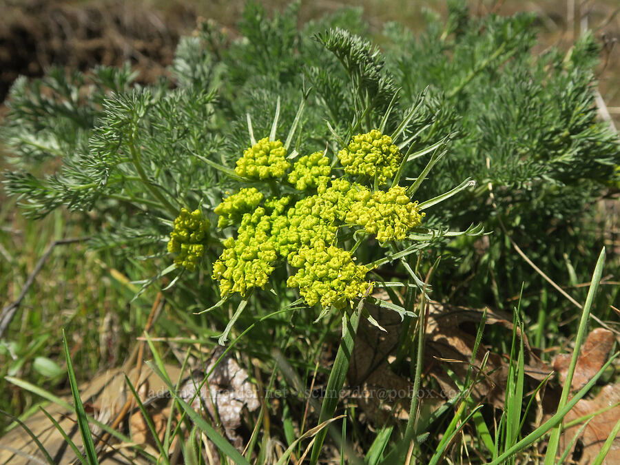 unusually large big-seed biscuitroot (Lomatium macrocarpum) [Fisher Hill Wildlife Area, Klickitat County, Washington]