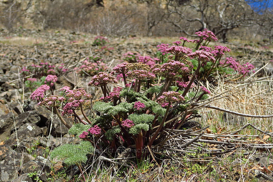 Columbia desert parsley (Lomatium columbianum) [Highway 14, Klickitat County, Washington]