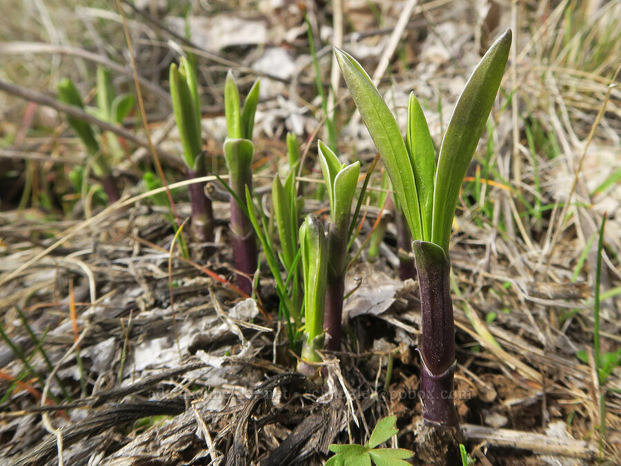 frasera shoots (Frasera albicaulis var. columbiana (Swertia columbiana)) [Columbia Hills State Park, Klickitat County, Washington]