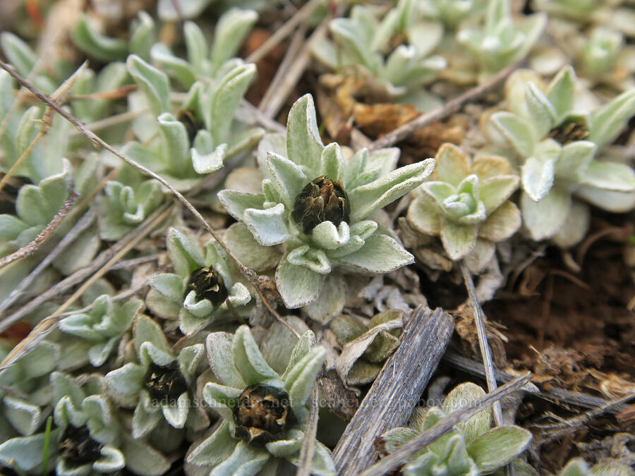 low pussy-toes (female flowers) (Antennaria dimorpha) [Columbia Hills State Park, Klickitat County, Washington]