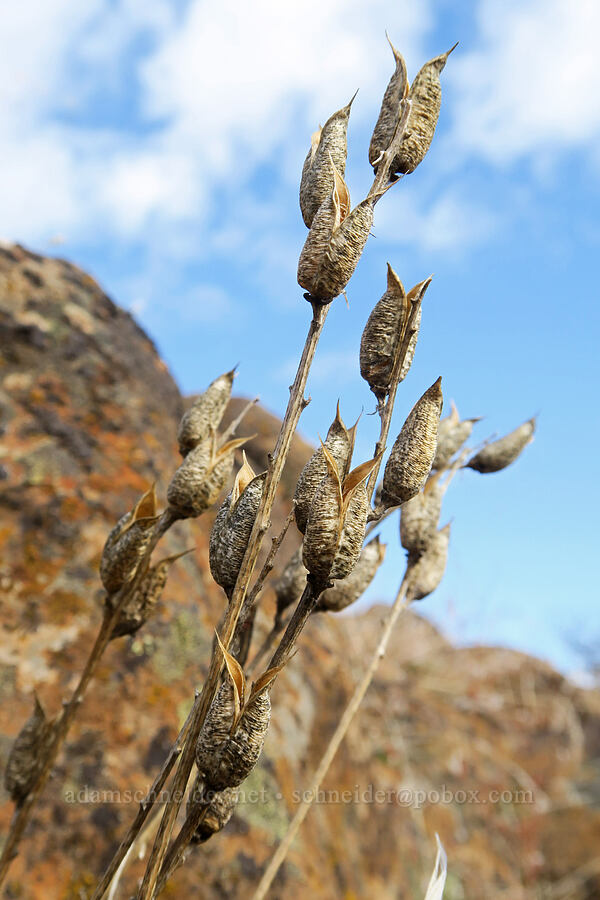 Hood River milk-vetch (last year's pods) (Astragalus hoodianus) [Columbia Hills State Park, Klickitat County, Washington]