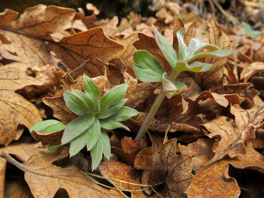 ball-head waterleaf leaves (Hydrophyllum capitatum var. thompsonii) [Columbia Hills State Park, Klickitat County, Washington]
