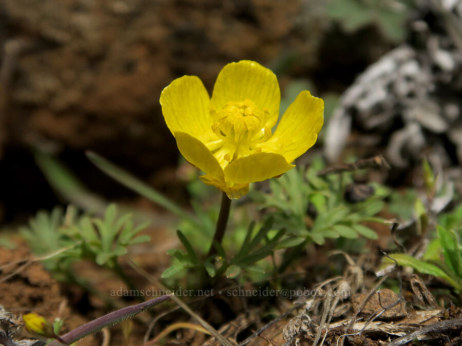 Dalles Mountain buttercup (Ranunculus triternatus (Ranunculus reconditus)) [Columbia Hills State Park, Klickitat County, Washington]
