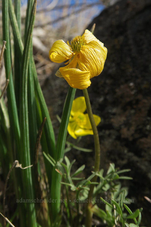 Dalles Mountain buttercup, fading (Ranunculus triternatus (Ranunculus reconditus)) [Columbia Hills State Park, Klickitat County, Washington]