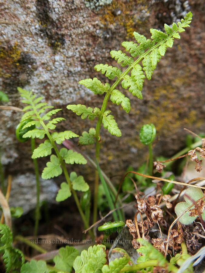 brittle bladder fern (Cystopteris fragilis) [Columbia Hills State Park, Klickitat County, Washington]