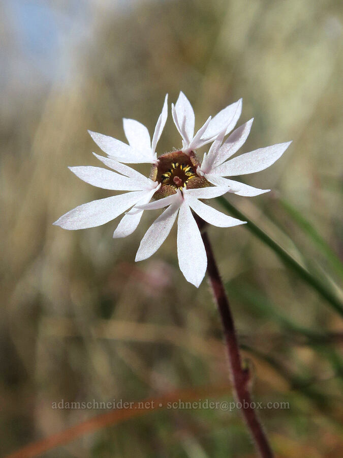 prairie star (Lithophragma glabrum) [Seufert County Park, The Dalles, Wasco County, Oregon]
