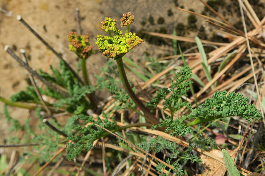 pungent desert parsley (Lomatium papilioniferum (Lomatium grayi)) [Mosier Plateau Trail, Mosier, Wasco County, Oregon]