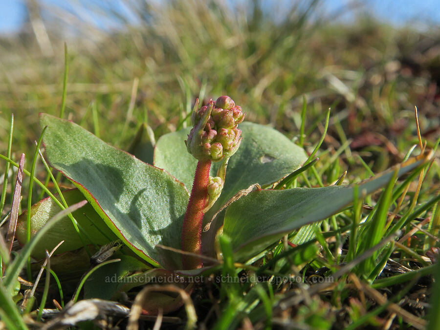 saxifrage (Micranthes sp. (Saxifraga sp.)) [Mosier Plateau Trail, Mosier, Wasco County, Oregon]