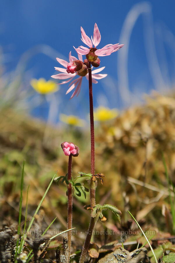 prairie star (Lithophragma glabrum) [Mosier Plateau, Mosier, Wasco County, Oregon]