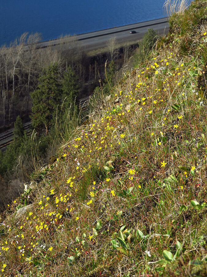 gold stars (Crocidium multicaule) [Mosier Plateau, Mosier, Wasco County, Oregon]