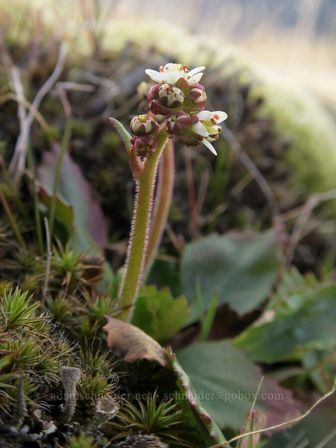 saxifrage (Micranthes sp. (Saxifraga sp.)) [Mosier Plateau, Mosier, Wasco County, Oregon]