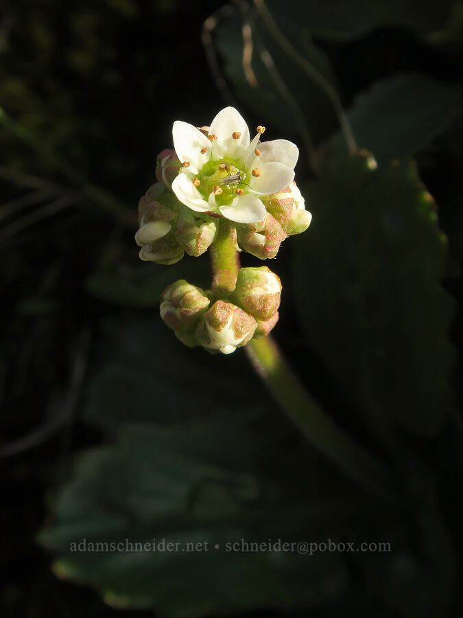 western(?) saxifrage (Micranthes occidentalis (Saxifraga occidentalis)) [Highway 30, Mosier, Wasco County, Oregon]