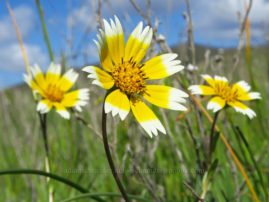 Fremont's tidy-tips (Layia fremontii) [BLM Bear Creek Ranch, Colusa County, California]