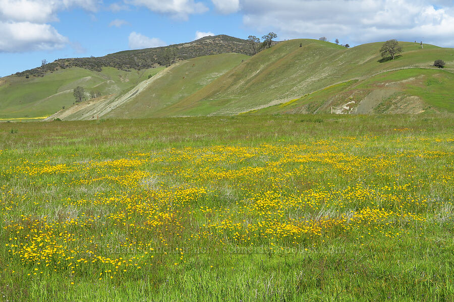 gold-fields & hills (Lasthenia sp.) [BLM Bear Creek Ranch, Colusa County, California]
