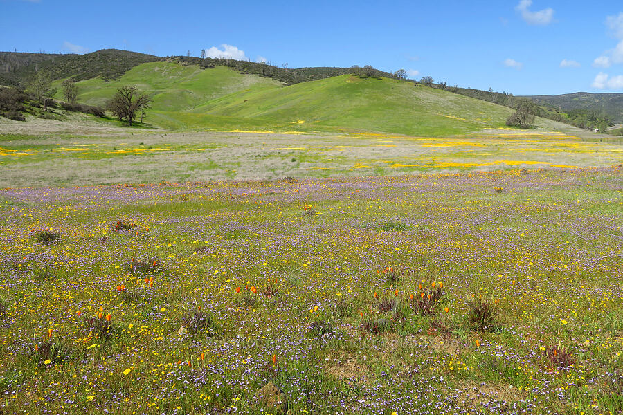 wildflowers (Leontodon saxatilis, Gilia tricolor, Eschscholzia californica, Lasthenia sp.) [BLM Bear Creek Ranch, Colusa County, California]