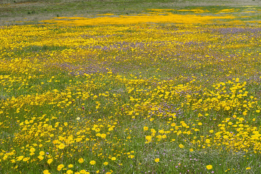 wildflowers (and weeds) (Leontodon saxatilis, Gilia tricolor, Lasthenia sp., Erodium cicutarium) [BLM Bear Creek Ranch, Colusa County, California]
