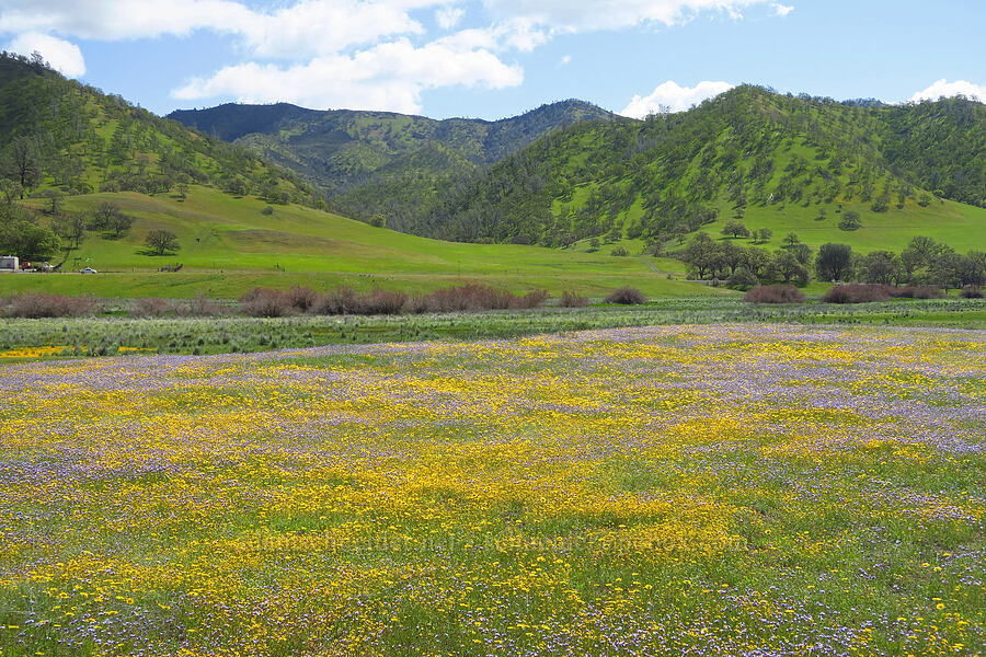wildflowers (Leontodon saxatilis, Lasthenia sp., Gilia tricolor) [BLM Bear Creek Ranch, Colusa County, California]