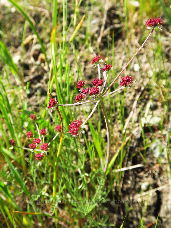 Hoover's desert parsley (Lomatium hooveri) [BLM Bear Creek Ranch, Colusa County, California]