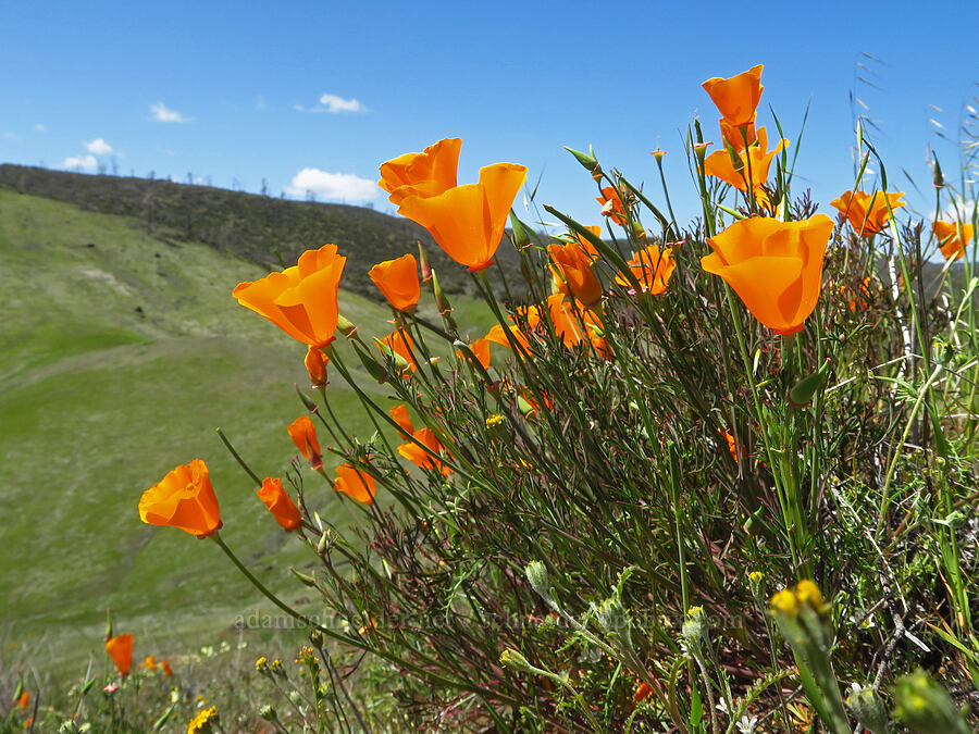 California poppies (Eschscholzia californica) [BLM Bear Creek Ranch, Colusa County, California]