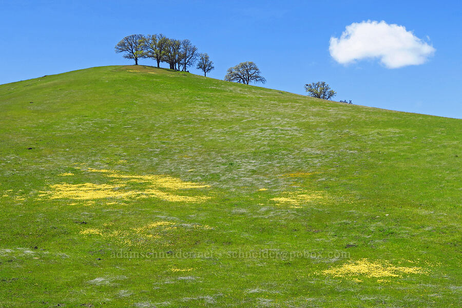 wildflowers [BLM Bear Creek Ranch, Colusa County, California]