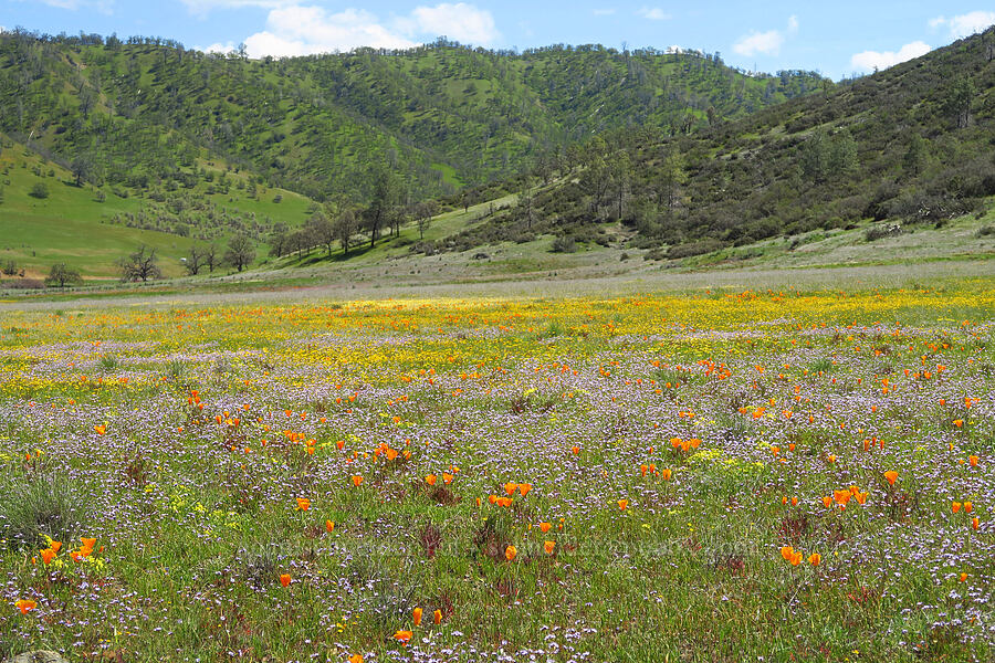wildflowers (Eschscholzia californica, Lasthenia sp., Gilia tricolor, Lomatium utriculatum) [BLM Bear Creek Ranch, Colusa County, California]