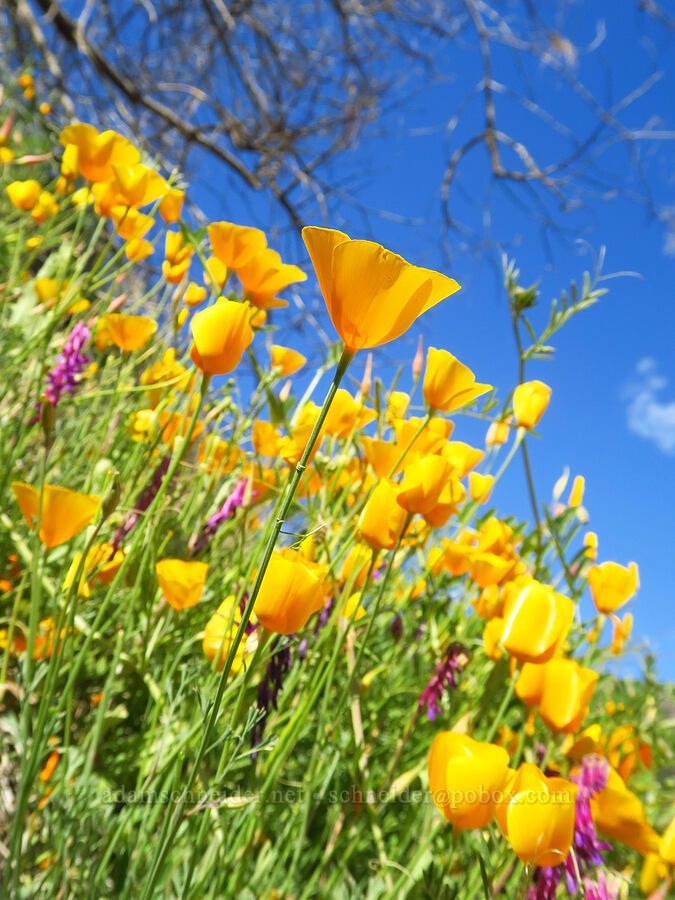 foothill poppies (Eschscholzia caespitosa) [Bear Valley Road, Colusa County, California]