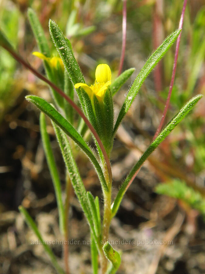wire-weed (Rigiopappus leptocladus) [Bear Valley Road, Colusa County, California]