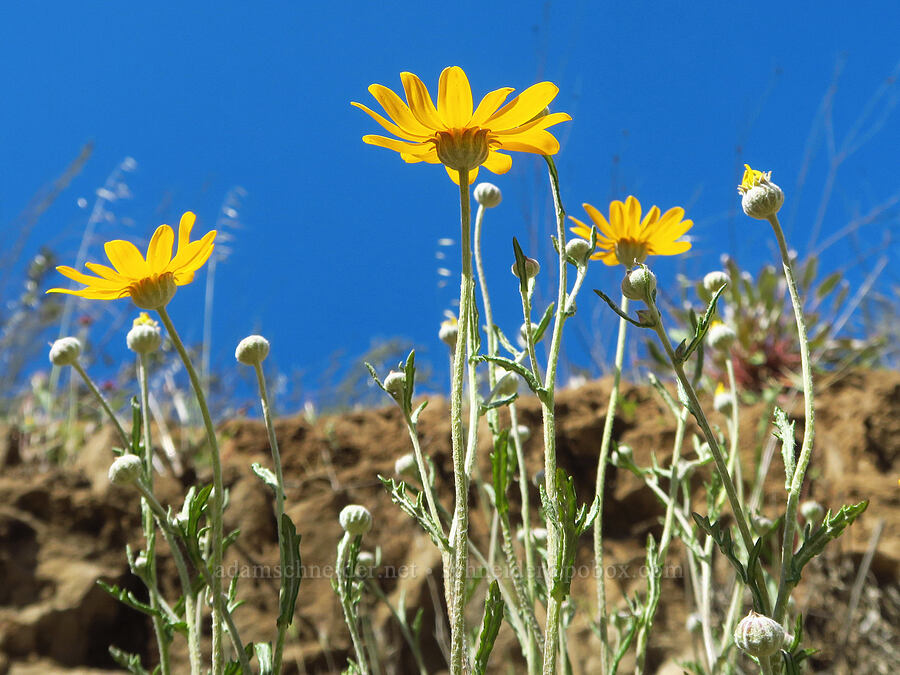 large-flowered woolly sunflower (Eriophyllum lanatum var. grandiflorum) [Bear Valley Road, Colusa County, California]